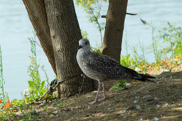 gull in the foreground