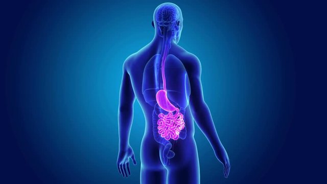 Stomach and Small Intestine with Organs