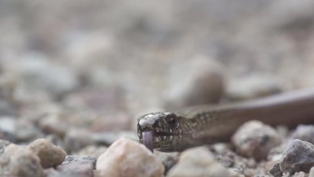blindworm in sweden