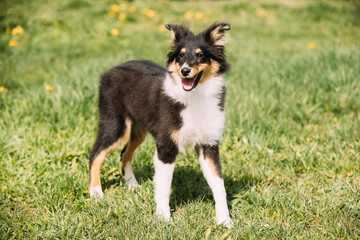 Young Happy Smiling Shetland Sheepdog Sheltie Puppy Playing Outdoor