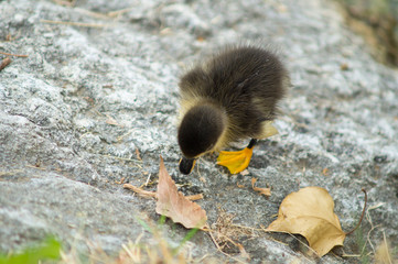 duck and puppy duck closeup