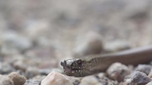 blindworm in sweden