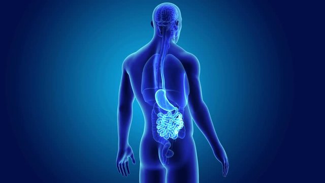 Stomach and Small Intestine with Organs