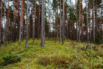 Fototapeta premium Old forest with moss covered trees and rays of sun in summer autumn