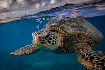 Fototapeten Meeresschildkröte in der Nähe der Wasseroberfläche. Nahaufnahmeportrait von Wassertieren © willyam