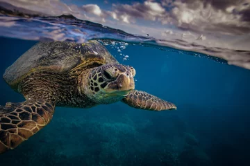 Zelfklevend Fotobehang Zeeschildpad in de buurt van het wateroppervlak. Close-up portret van waterdieren © willyam