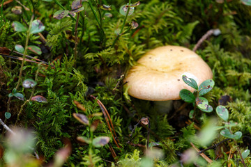 mushroom on green background in autumn forest