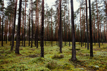 Fototapeta premium Old forest with moss covered trees and rays of sun in summer autumn