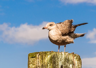 A gull sits on a mast on the North Sea coast.
