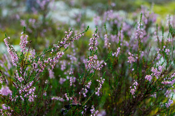 forest heather flowers and blossoms in spring blooming in natural environment