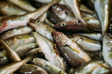 Fresh Fish On Display On Ice On Fishermen Market Store Shop. Seafood