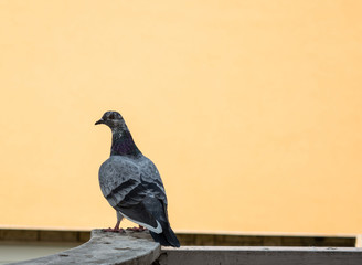 Pigeon on a fence