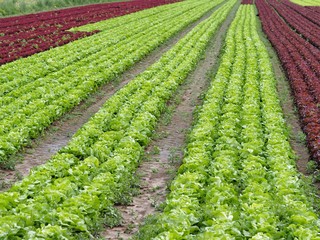 roter und grüner Salat  auf dem Feld