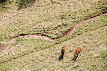 Horses Grazing On Green Mountain Slope In Spring In Mountains Of Georgia