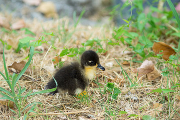 duck and puppy duck closeup
