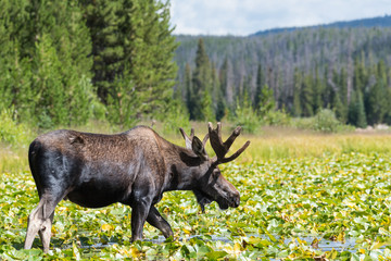 Shiras Moose of The Colorado Rocky Mountains