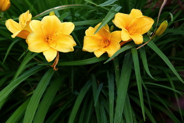 Fototapeta premium Lily