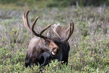 Shiras Moose of The Colorado Rocky Mountains
