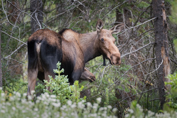 Shiras Moose of The Colorado Rocky Mountains