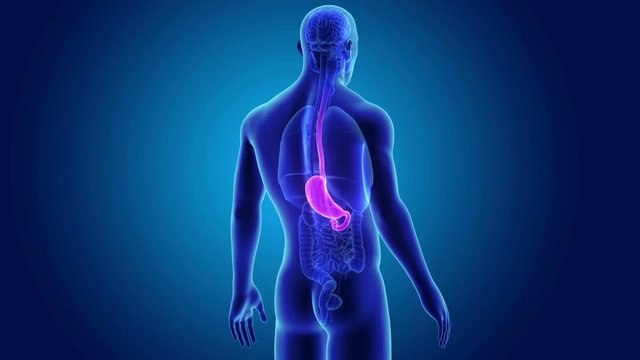 Stomach with Organs