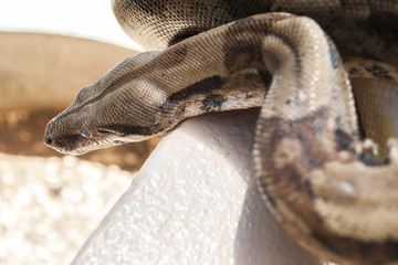 snake