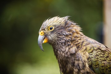 Kea Bird (Parrot) in New Zealand
