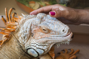 Reptile