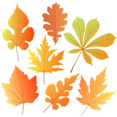 Obraz premium A set of autumn leaves. Element decor for the design of greetings to Teacher, Thanksgiving Day, Oktoberfest