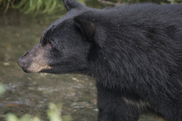 Black Bear Profile