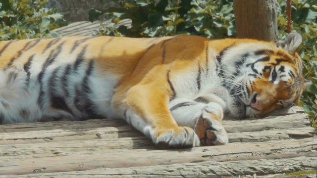 Young bengal tiger lying  on boards on  wooden bridge. Large tiger rests on a hot, sunny day. Striped Tiger close-up.