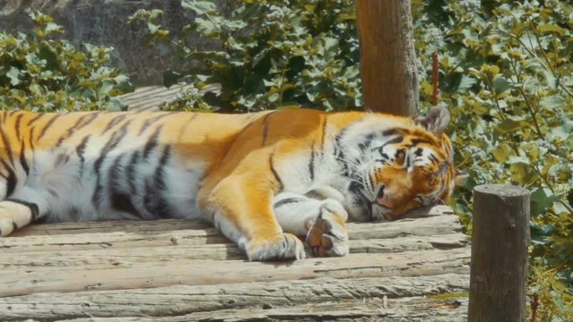 Young bengal tiger lying  on boards on  wooden bridge. Large tiger rests on a hot, sunny day. Striped Tiger close-up.