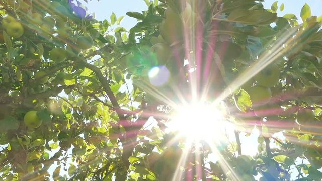 Slowly panning around ripe apples on a tree with strong sun flare in summer