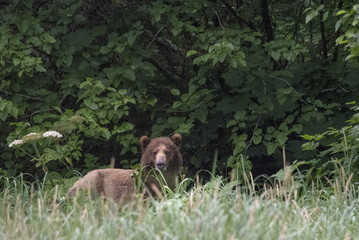Brown Bear Near Beach, Dundas Bay, Alaska