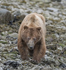 Obraz premium Bear Walking Toward Camera, Glacier Bay