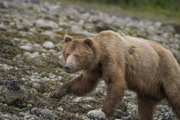 Fototapeta na wymiar Brown Bear on Beach, Muir Inlet, Glacier Bay
