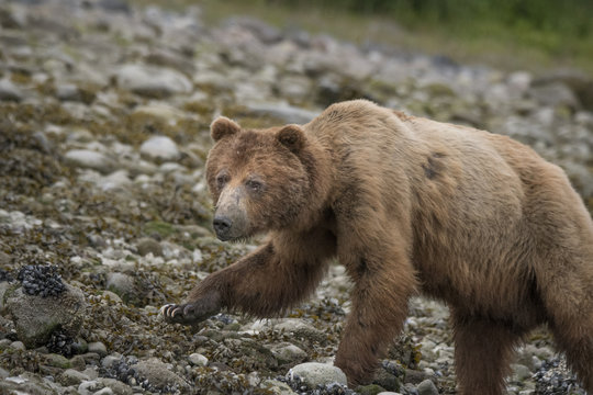 Brown Bear on Beach, Muir Inlet, Glacier Bay