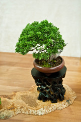 Bonsai