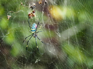 Spinne im Netz, große Spinne, giftig, Sapa, Vietnam