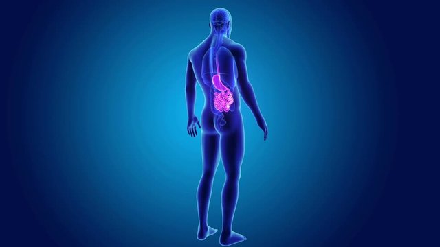 Stomach and small intestine with organs