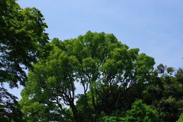 Fototapeta premium 樹木と青空