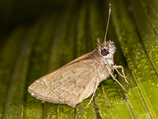 moth with water drops on leaf
