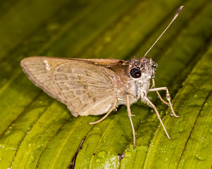 moth with water drops on leaf