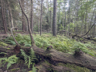 Forest in Northeast New York