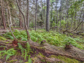 Forest in Northeast New York