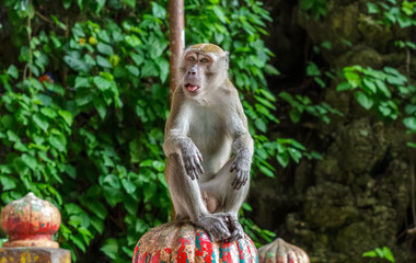 Monkey sits atop the stairs at the Batu Caves