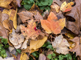 Autumn leaves maple