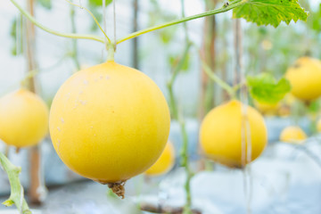 Melon , Cantaloupe melons growing in a greenhouse supported by string melon nets ,The yellow melon in the farm in Thailand