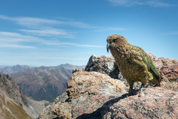 Obraz premium Kea parrot in natural habitat, Southern Alps, New Zealand