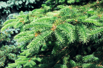 Green spruce.