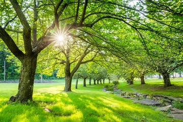 Fotobehang Zomertijd in Hurd Park, Dover, New Jersey met groene kersenbomen (zoekbestand  146294469 voor de volledige bloesemversie) © mandritoiu